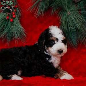 Bimbo, Mini Bernedoodle Puppy